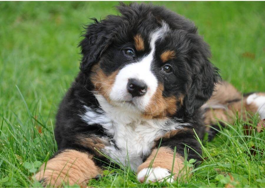 young Bernese mountain dog puppy laying in the grass