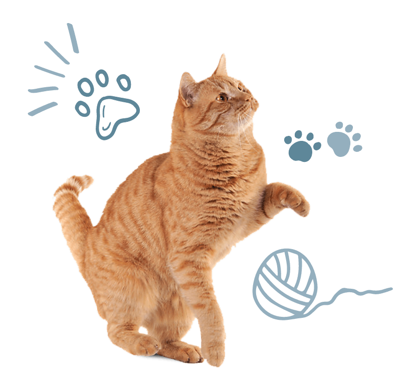 cat reaching up and to the right surrounded by paw and yarn doodles