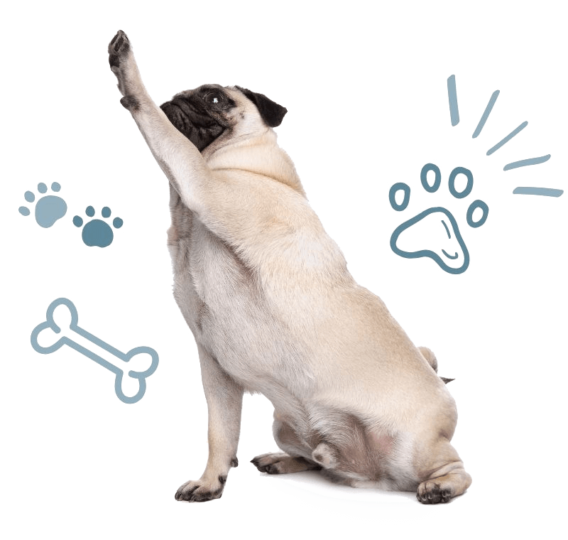 pug reaching up and surrounded by paw and bone doodles